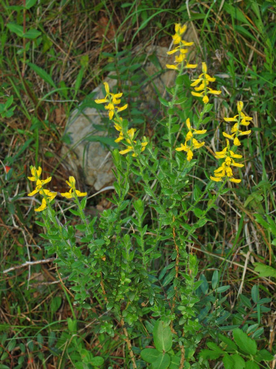 Genista germanica / Bulimacola